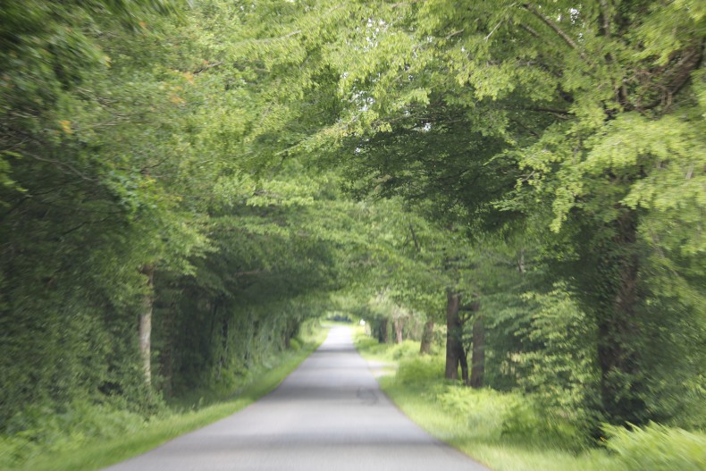 leafy lane